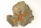 Ordovician Starfish (Petraster?) & Crinoid Association- Morocco #195873-1